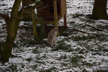 Luchs (
<i>Lynx lynx</i>
) in Tierfreigelnde