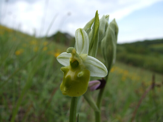 Hummel-Ragwurz (
<i>Ophrys holoserica</i>
)