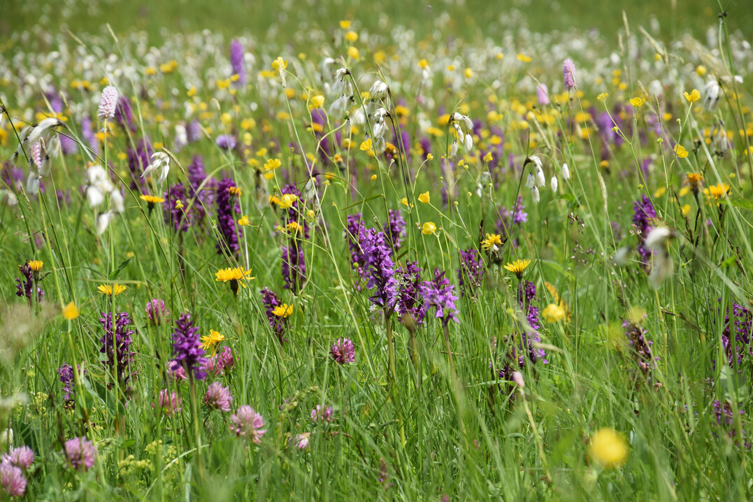 Artenreiche Mhwiese in den Alpen