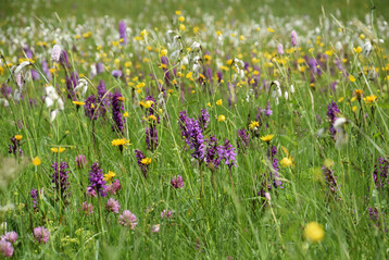 Artenreiche Mhwiese in den Alpen