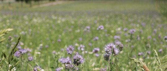 Mithilfe von (Zwischen-)Begrnungen wie Phacelia knnen Bden rekultiviert werden.