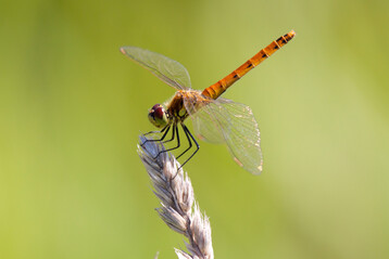 Sumpf-Heidelibelle (
<i>Sympetrum depressiusculum</i>
)