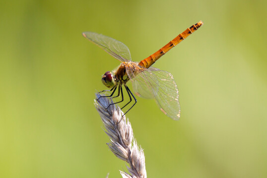 Sumpf-Heidelibelle (
<i>Sympetrum depressiusculum</i>
)