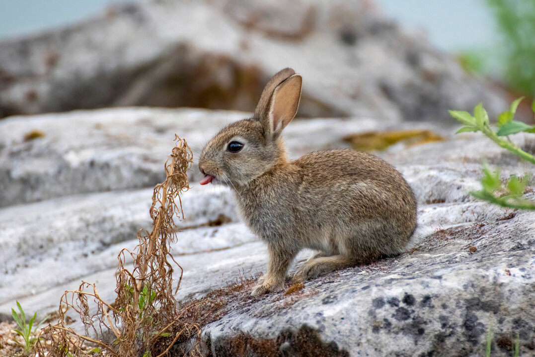 Das Wildkaninchen ist in seiner europischen Heimat gefhrdet. In anderen Weltgegenden wie in Australien wurde diese Art eingefhrt und weist groe Vorkommen auf.