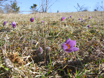 Die Kuhschelle (
<i>Pulsatilla vulgaris</i>
) findet sich im Logo von FloraWeb.