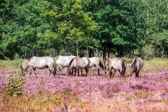 Koniks in der Oranienbaumer Heide