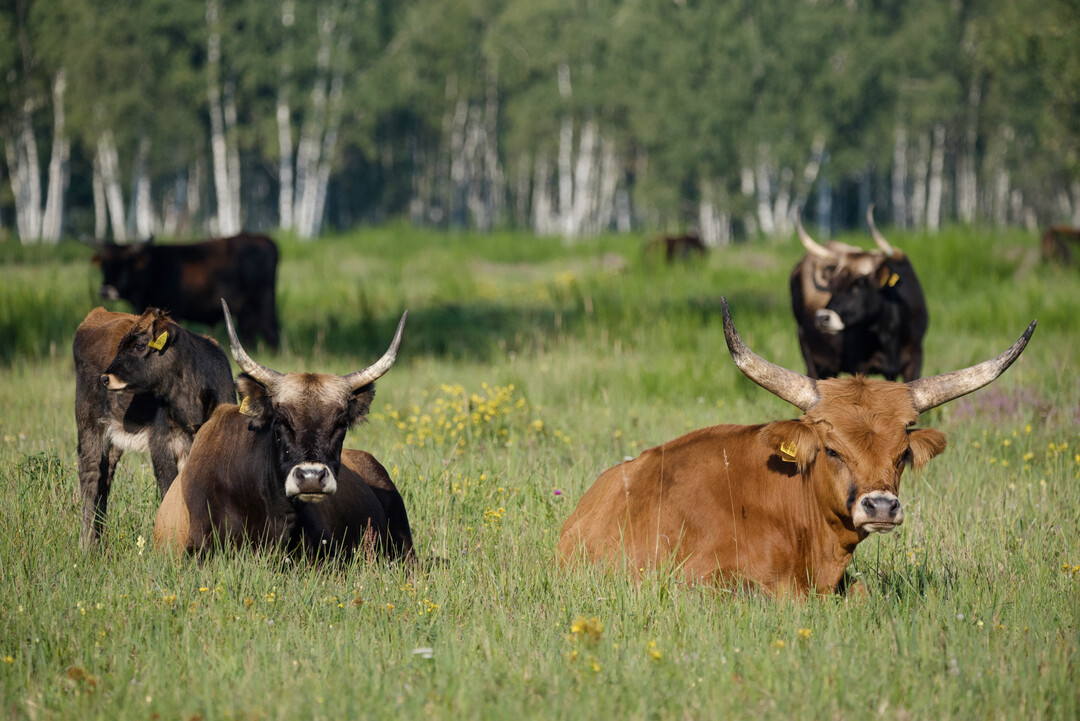 Heckrinder in der Oranienbaumer Heide