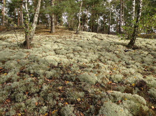 Bestand mit Cladonia stellaris in Brandenburg
