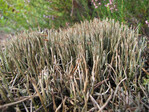 Typische Flechten: Cladonia gracilis ssp. gracilis
