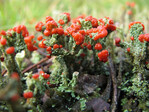 Typische Flechten: Cladonia coccifera