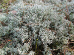 Typische Flechten: Cladonia rangiferina