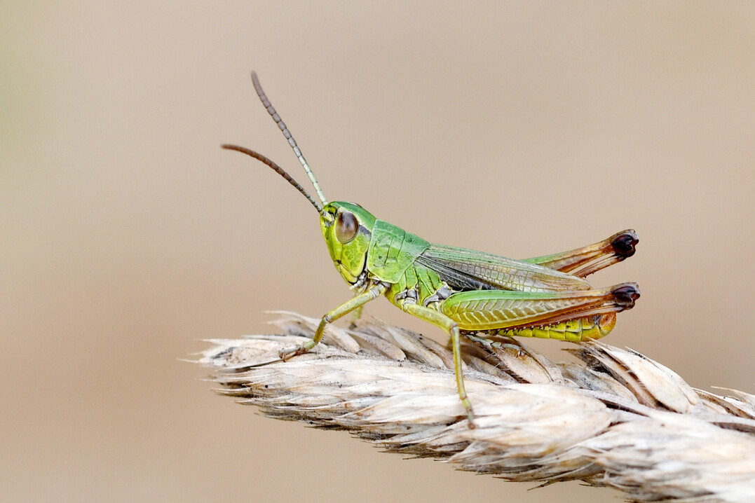 Der Gemeine Grashpfer (
<i>Pseudochorthippus montanus</i>
) war in den untersuchten Heuwiesen weit verbreitet.