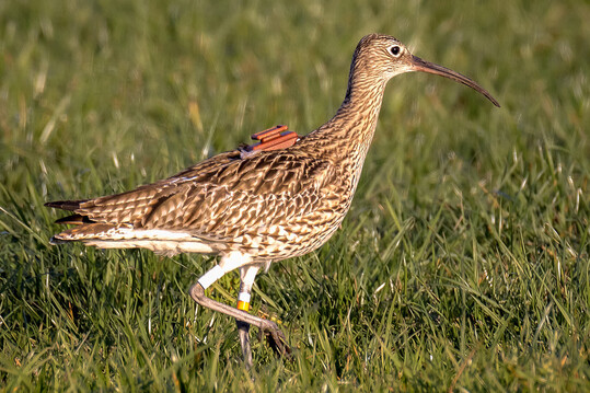 Brachvogel (
<i>Numenius arquata</i>
) mit GPS-Sender 