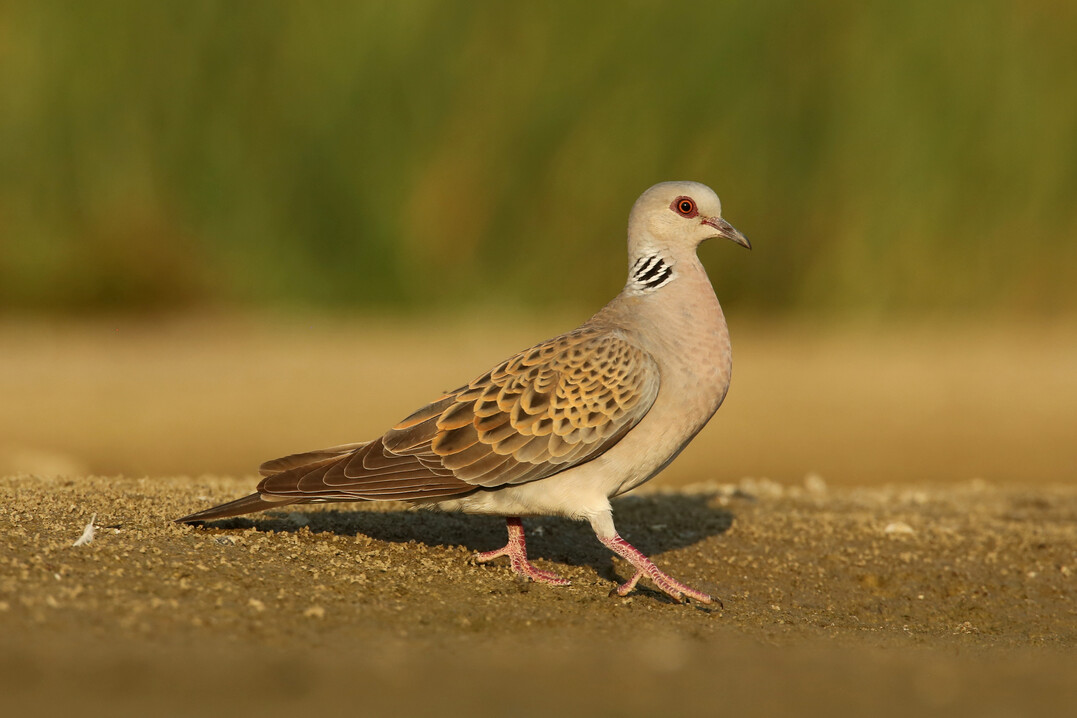 Die Turteltaube ist Vogel des Jahres 2020.