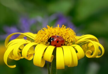 Marienkfern ist die diesjhrige Entdeckerfrage des Insektensommers gewidmet.