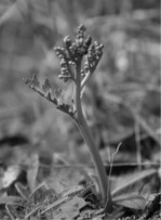 Abb. 7: Konkurrenzschwache Arten, wie z.B. Ästiger Mondrautenfarn (Botrychium matricariifolium), profitieren u.a. von offenen Standorten wie Weidetierpfade oder Trittsiegel.   Foto: Susanne Osterloh