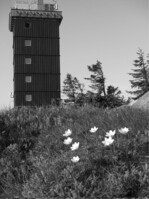 Abb. 5: Krüppelwüchsige Fichten an der Waldgrenze auf der Brockenkuppe; im Vordergrund Alpen-Kuhschelle (Pulsatilla alpina), im Hintergrund die Wetterwarte. Foto: E. Günther