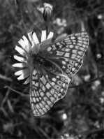 Abb. 6: Auf einigen feuchten Waldwiesen des Mittelharzes findet sich das letzte Vorkommen des Goldenen Scheckenfalters (Euphydryas aurinia) in Sachsen-Anhalt. Foto: C. Schönborn