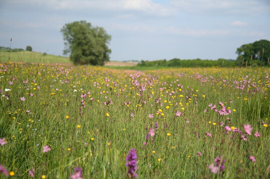 Feuchtwiesen wie die Sumpfdotterblumenwiesen sind stark gefhrdet und nur noch auf knapp 350 ha zu finden.