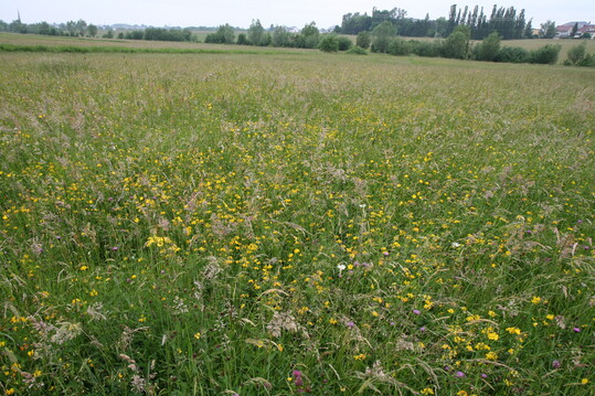 Wiesenschutzgebiete sollen einen groflchigen Schutz fr Magerwiesen bieten.