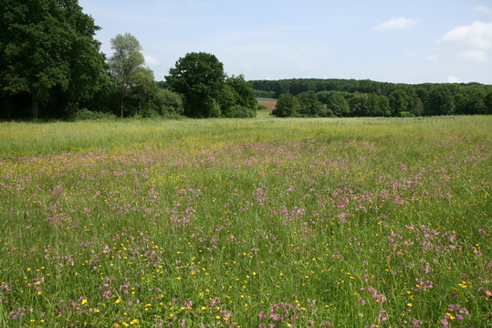 Extensivwiesen und -weiden weisen eine hohe Anzahl an Pflanzen- und Tierarten auf und sind bedeutende Lebensrume, die es zu schtzen gilt.