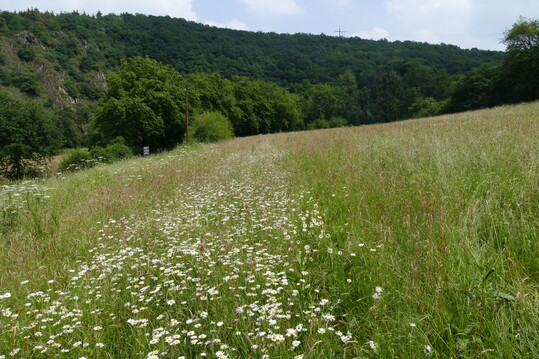 Erfolgreich renaturierte Flachlandmhwiesen sollen zuknftig auf der Tagungsordnung stehen.