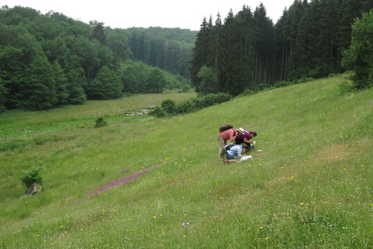 Um die Manahmenumsetzung und den Zustand der wertvollen Grnlandbiotope wissenschaftlich zu dokumentieren, sind Erfolgskontrollen und Monitorings vorgesehen.