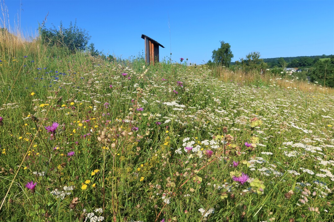 Abb. 3. Mit Wildpflanzensaatgut angelegte Blumenwiese