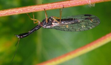  Schwarzhalsige Kamelhalsfliege