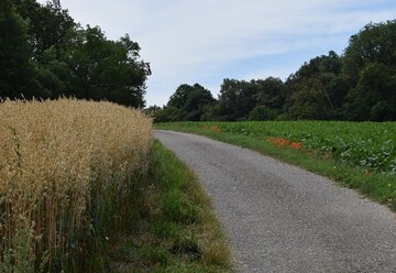  Ackerrnder sind heute hufig artenarm. Die typischen Arten der Ackerbegleitflora sind selten geworden. 