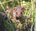 Mauswiesel zu bejagen, sieht der NABU in Hessen als unbegründet. © NABU/Heinz Diehl