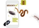 Mit der App "BODENTIER hoch 4" können
Bürgerwissenschaftler*innen Bodentiere
bestimmen.