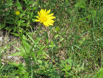 Die gefhrdeten Arnica-Bestnde sind bei der Keimung auf offenen Boden angewiesen: Ob kontrollierte Feuer frderlich sind, untersucht die HS Geisenheim.