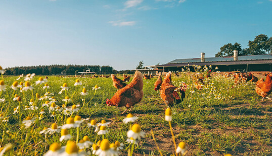 "Ich bin
sehr froh, dass die Haltung der Legehennen
öffentlicher geworden ist. Die Verbraucher
können die Tiere sehen und verstehen damit
unsere landwirtschaftlichen Produktionsweisen besser." Henner Schönecke.