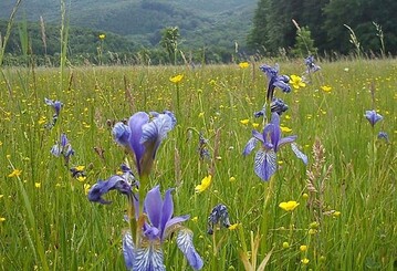 Der Wienerwald ist eine der vier Regionen, fr die im Rahmen des Projekts Konzepte fr den Schutz der Biodiversitt entstehen werden.