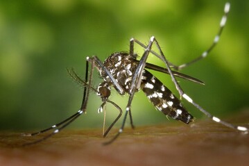 Die Tigermcke stammt ursprnglich aus Sdostasien und kann Krankheitserreger wie z. B. das Dengue-Virus bertragen.