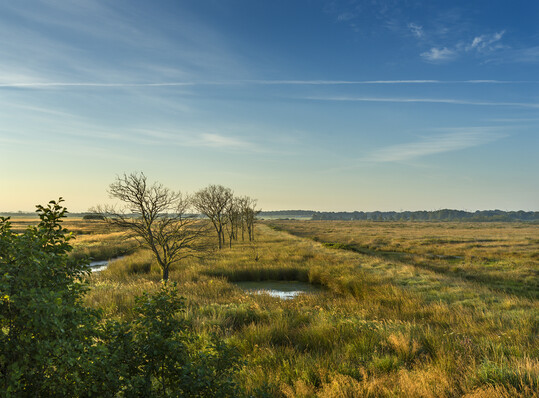 Dellstedter Moor in Schleswig-Holstein