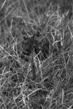 Abb.1: Das Kleine Knabenkraut (Orchis morio), eine in Deutschland stark gefährdete Orchideenart, ist durch Eutophierung seiner Standorte besonmders gefährrdet; es wird mit Stickstoffzahl 3 eingestuft, d.h. als Stickstoffarmut anzeigend.Foto: Jochen Lüttmann