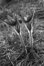 Abb.2: Für die Erhaltung der Gewöhnlichen Kuhschelle (Pulsatilla vulgare) besitzt Deutschland eine sehr große Verantwortlichkeit. Mit Stickstoffzahl 2 (ausgesprochene Stickstoffarmut bis Stickstoffarmut zeigend) gilt auch sie als besonders empfindlich gegenüber erhöhten N-Einträgen.Foto: Eckhard Jedicke
