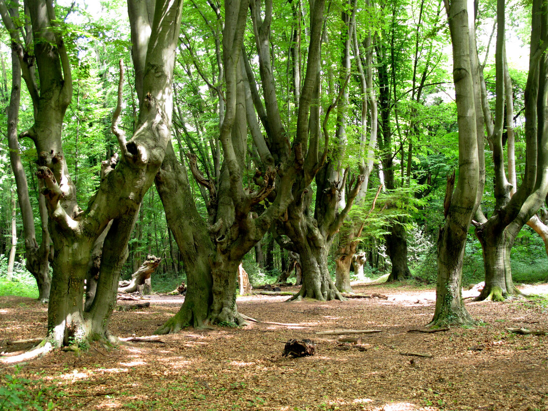 Ein Beispiel für kulturelles Erbe im Wald: Diese alten Buchen im Naturpark Rheinland sind Zeugen der ehemaligen Waldnutzung. Das Holz wurde in circa zwei Metern Höhe abgeerntet, um die neuen Triebe vor Weidetieren zu schützen.