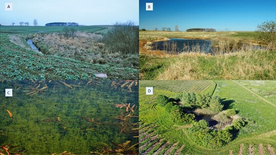 Abb. 3 : Feldsoll R14 bei Viegeln mit 0,5 km2Flche & einem Einzugsgebiet von 34 km2.A = Mrz 2002 stark vermulltes Moor mit Resten von Seggen, sonst Grauweide und Brennnessel,B = April 2005 erste Frhjahr nach Revitalisierung mit Pflanzungen,C = Juli 2005, submerse Vegetationsstrukturen,D = Drohnenaufnahme Anfang Juni 2022