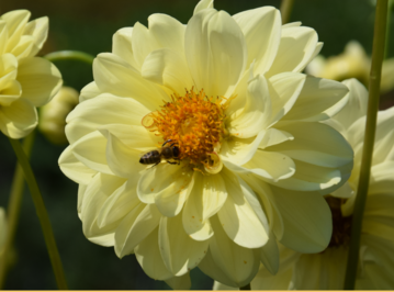 Eine Studie hat jetzt ergeben, dass Glyphosat die Darmflora von Bienen schdigt.