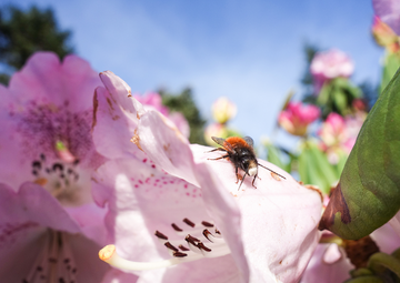 Viele Insekten erfllen wichtige Funktionen in unseren kosystemen, z. B. die Bestubung von Wild- und Kulturpflanzen. Das Foto zeigt eine Gehrnte Mauerbiene (Osmia cornuta).