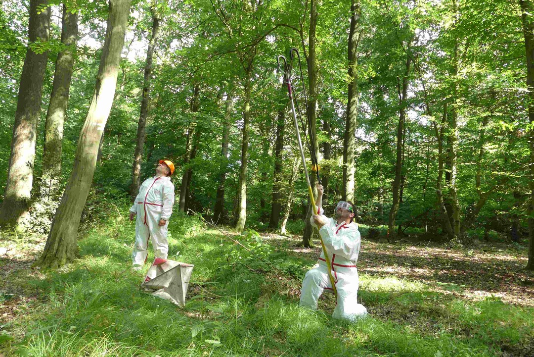 Die Forscher vom Team Wald und Klimaschutz bringen Falterfallen in befallenen und nicht-befallenen Eichen an.