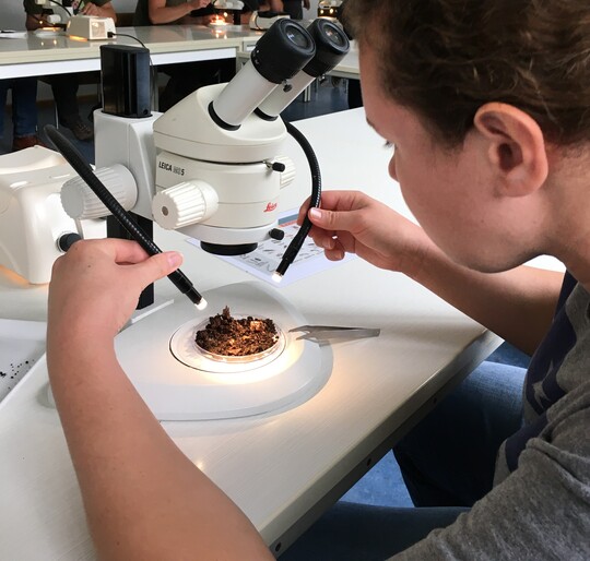 Analyse von Bodenproben an der Akademie fr Natur-und Landschaftspflege in Laufen