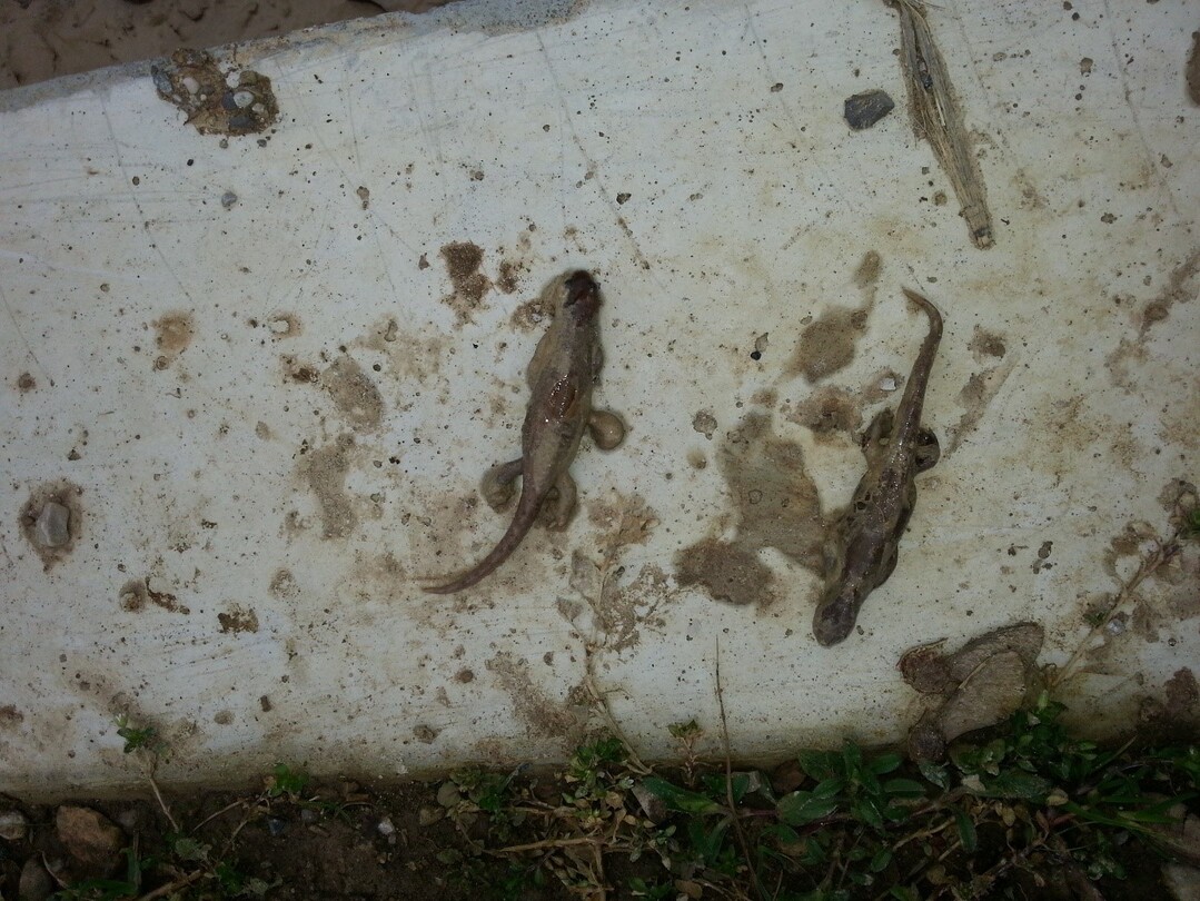 Amphibienschutzanlage bei Wessling  auf dem Kalkschlamm gefischte, verendeten Molche.   