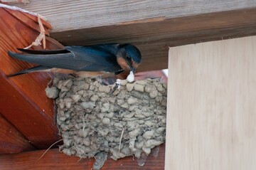 Der Schutz von Wildtieren in Siedlungsgebieten ist eine wichtige Aufgabe bei der Gebudesanierung.