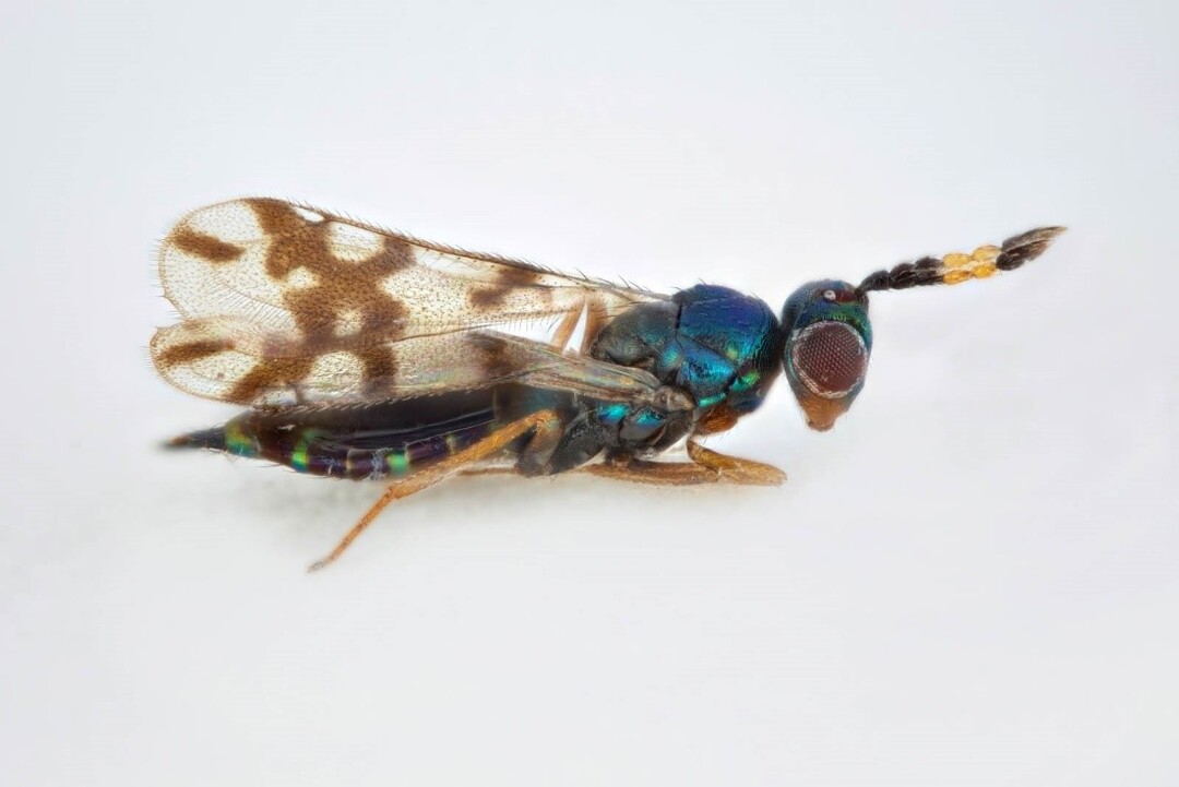 winzige parasitoide Wespe der Familie Eulophida