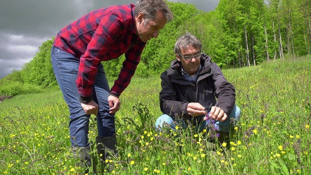 Gleich in Folge 1 der Filmreihe zeigt Dr. Martin Sommer vom Deutschen Verband fr Landschaftspflege Willi, worauf es bei insektenreichen Lebensrumen ankommt.
