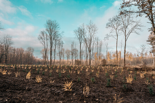 Pflanzung von Europischer Lrche (Larix decidua) und Waldkiefer (Pinus sylvestris)